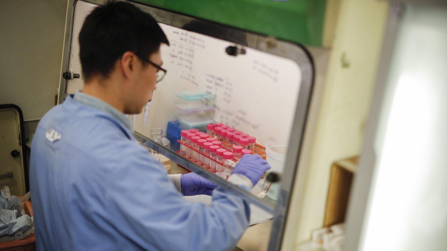 A researcher expresses coronavirus, Covid-19, onto surface protein, in a research lab