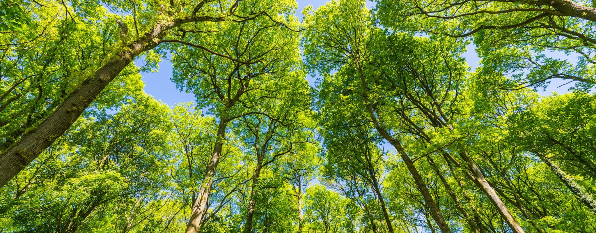 Clear blue summers skies above the soaring canopy and vibrant green foliage of a summer forest panorama background.