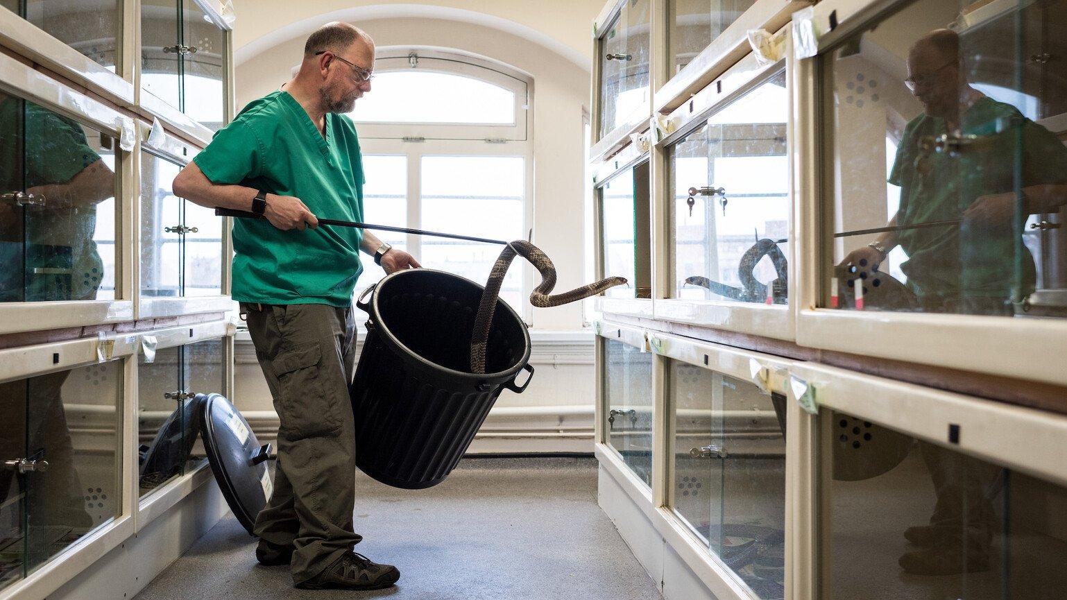 A man returns a snouted cobra to its tank in a research facility.