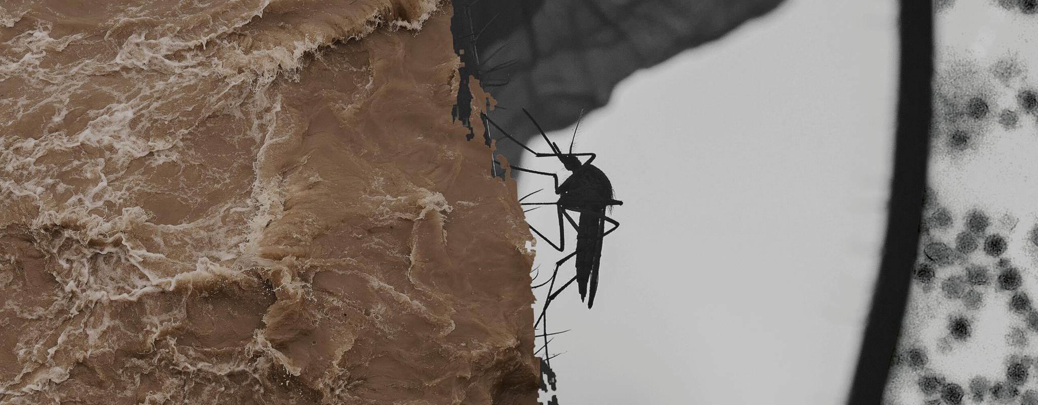 A composite image of a mosquito with flooding and microscopic imagery.