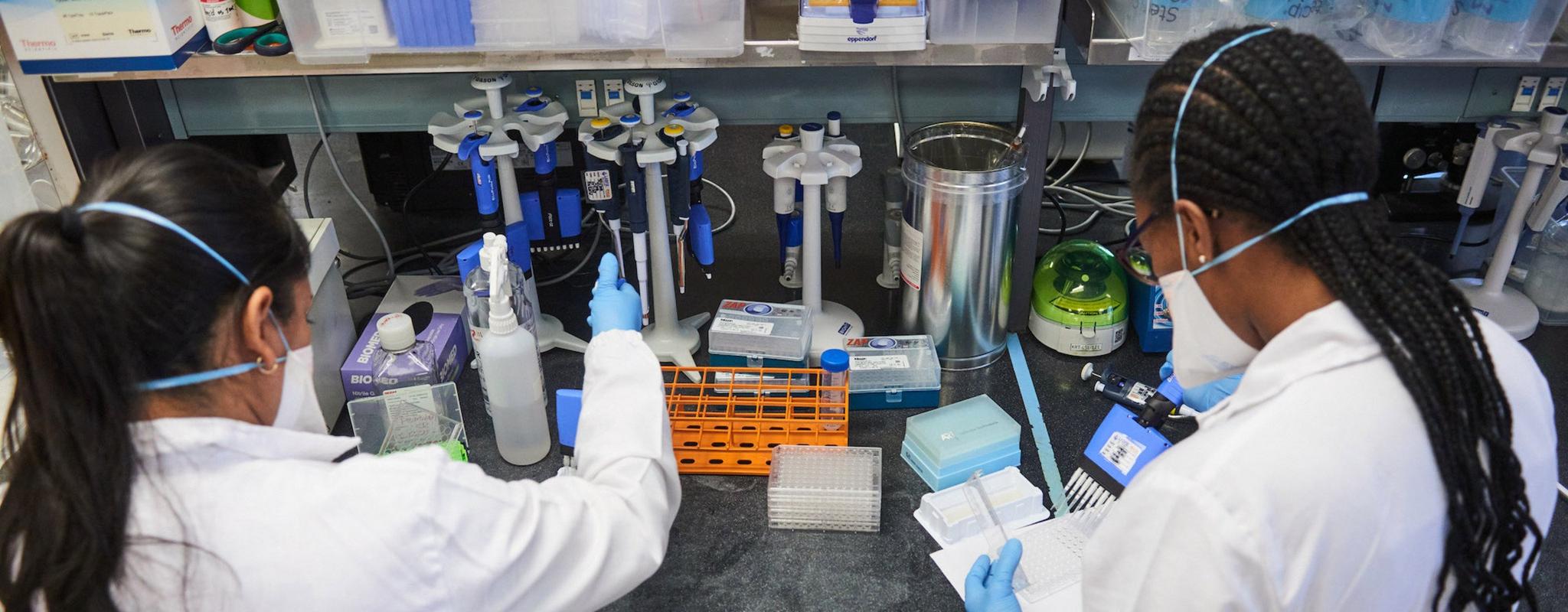 Two technicians wearing masks and lab coats pipette antibodies at a long desk in a laboratory.