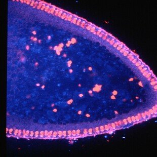 Drosophila embryo