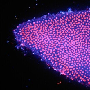 Drosophila embryo