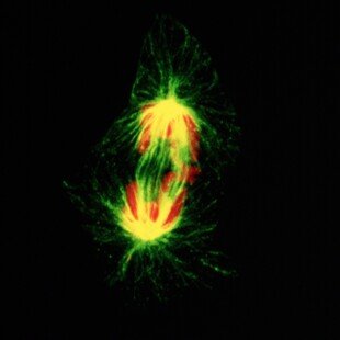 Dividing chromosomes