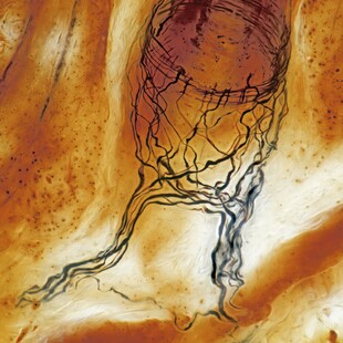 Sensory nerve fibres