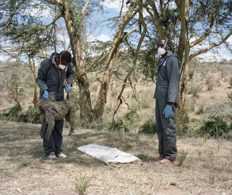 Scientists in Kenya screen a baboon for signs of disease