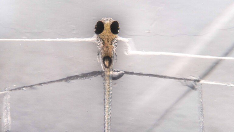 Transparent zebrafish embryo seen through a microscope.